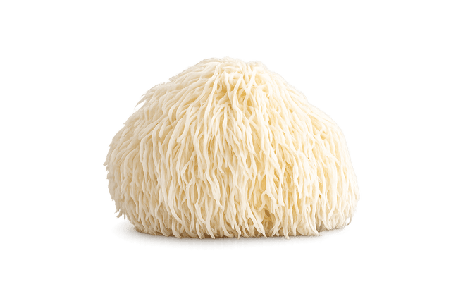 Lion's mane mushroom