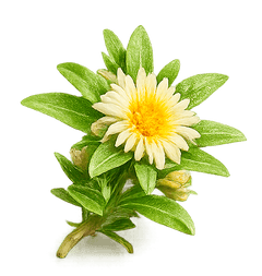 Kanna plant (Sceletium tortuosum)